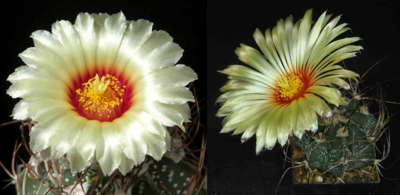Mother and father plant